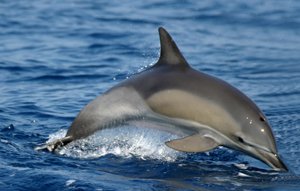 Bottlenose Dolphin :: Dolphin Species in Lanzarote